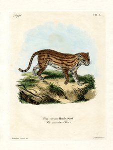非洲野猫（彩色雕刻） 作者 德国学校