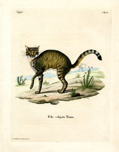 非洲野猫（彩色雕刻） 作者 德国学校