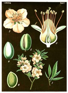 杏仁（Prunus Amygdalus）c.1890（彩色石版画） 作者 德国学校
