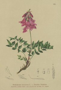 高山（熊不清楚，BEAR枝子） 作者 德国学校