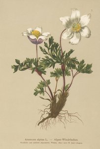 高山银莲花（Anemone alpina，Pulsatilla alpina） 作者 德国学校