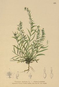 Alpine Bastard Toadflax（Thesium alpinum） 作者 德国学校