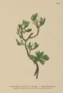 高山熊果（Arctostaphylos alpina，Arctostaphylos alpinus） 作者 德国学校