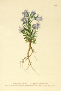 高山风铃草（风铃草alpina） 作者 德国学校