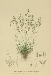 高山Bentgrass（Agrostis alpina，Aira flavescens） 作者 德国学校