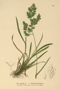 高山蓝草（Poa alpina） 作者 德国学校