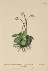 高山Butterwort（Pinguicula flavescens，Alpine Pinguicula） 作者 德国学校