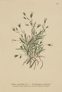Alpine Campion（Silene quadrifida，Ixoca quadrifida） 作者 德国学校