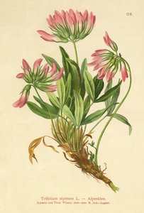 高山三叶草（Trifolium alpinum） 作者 German School
