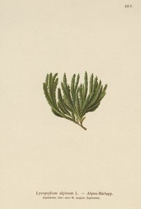 Alpine Clubmoss（石松（Lycopodium alpinum），Diphasiastrum alpinum） 作者 德国学校