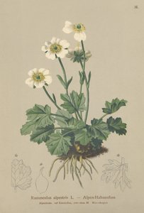 高山乌鸦（Ranunculus alpestris） 作者 德国学校