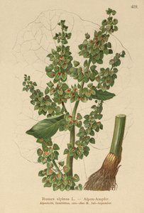 高山码头（Rumex alpinus） 作者 德国学校