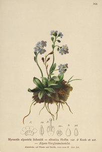 高山勿忘我（Myosotis alpestris，Myosotis silvatica） 作者 德国学校