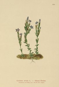 Alpine Gentian（Gentiana nivalis） 作者 德国学校