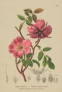 Alpine Hedge Rose（Rosa alpina，Rosa pendulina） 作者 德国学校