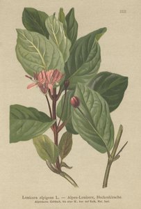 高山金银花（Lonicera alpigena） 作者 德国学校