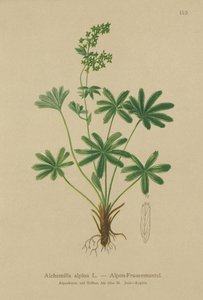 Alpine Ladys-Mantle（Alchemilla alpina） 作者 德国学校