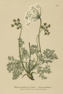 高山独活草（Meum Mutellina，Ligusticum Mutellina） 作者 德国学校