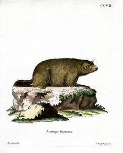 阿尔卑斯山旱獭（彩色雕刻品 作者 德国学校