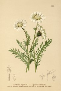 高山梅花草（Anthemis alpina，Achillea oxyloba subsp.schuri） 作者 德国学校