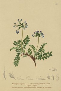 高山黄芪（Astragalus alpinus，Phaca astragalina） 作者 German School