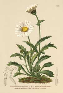 高山月亮雏菊（Leucanthemum alpinum，Leucanthemopsis alpina，Chrysanthemum alpinum，Tanacetum alpinum） 作者 德国学校