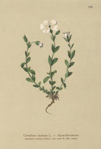 高山鼠耳（Cerastium alpinum） 作者 德国学校