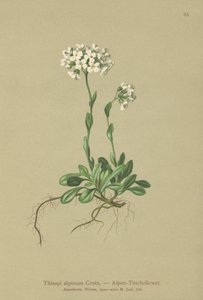 高山Pennycress（Thlaspi alpinum，Noccaea alpestris subsp.alpestris，Thlaspi minimum，Noccaea crantzii，Thlaspi kerneri，Thlaspi alpinum var.kerneri，Thlaspi alpestre） 作者 德国学校