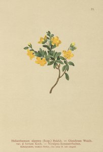 高山岩石罗斯（半日芹，半日Olandicum SSP。Hirtum，半日山区） 作者 德国学校