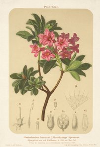 高山玫瑰（Rhododendron hirsutum） 作者 德国学校