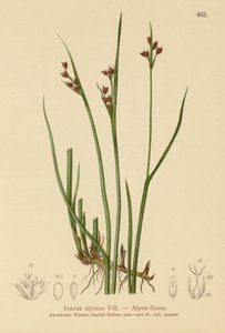 高山蔺草（Juncus alpinus，Juncus alpinoarticulatus） 作者 德国学校
