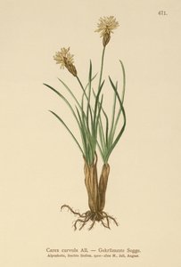 高山薹（Carex curvula） 作者 德国学校