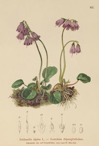 高山雪铃（Soldanella alpina） 作者 德国学校