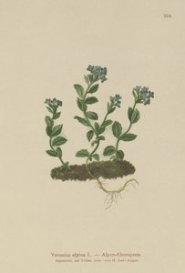 Alpine Speedwell（Veronica alpina） 作者 德国学校