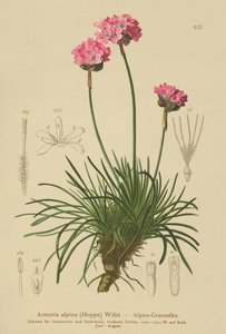 Alpine Thrift（Armeria alpina） 作者 德国学校