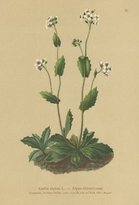 高山墙柏（Arabis alpina） 作者 德国学校