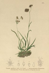高山木冲（Alpinopilosa光泽，Luzula spadicea） 作者 德国学校