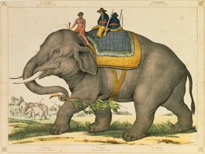 一只大象用来捕捉自己的图片大片，由约瑟夫施罗兹，美因茨，1860年出版 作者 德国学校