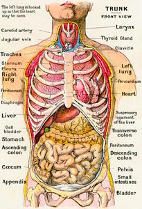 Anatomical View of the Human Torso 作者 德国学校