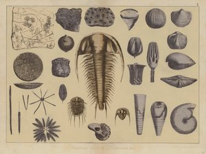 早古生代动物（彩色石版画） 作者 德国学校