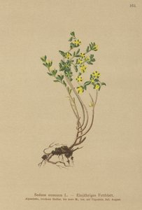 年度景天（景天土豆） 作者 德国学校