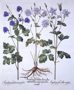 Aquilegia，来自Hortus Eystettensis，由Basil Besler（1561-1629），酒吧。 1613（手工彩色雕刻） 作者 德国学校