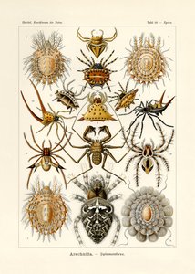 Arachnida，1899-1904 作者 德国学校