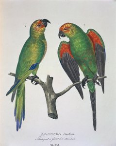 Aratinga Aurifrons（雄性和雌性），表十六来自Johann Baptist Von Spix和Carl Friedrich Von Martius的《Avium Species Novae Per Brasiliam》。 作者 德国学校