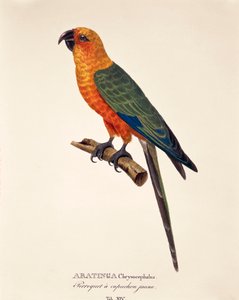 Aratinga Chrysocephalus，表XIV来自Johann Baptist Von Spix和Carl Friedrich Von Martius的《Avium Species Novae Per Brasiliam》。 作者 德国学校