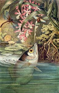 Archerfish，来自Brehms Tierleben的记录：Allgemeine Kunde des Tierreichs，vol.8，p.49，由Bibliographisches Institut出版，1892年 作者 德国学校