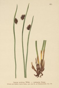 北极蔺草（Juncus arcticus） 作者 德国学校