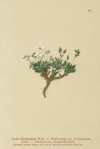 北极draba（Draba Fladnitzensis，Draba altaica，Draba Wahlenbergi） 作者 德国学校