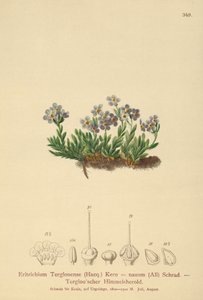 北极勿忘草属（山琉璃草属矮，山琉璃草属terglouensis） 作者 德国学校