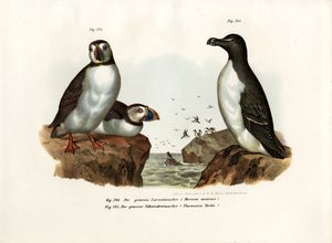 Artic Puffin，1864 作者 德国学校